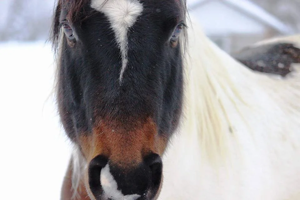 Portrait rapproché d'un cheval pie du ranch